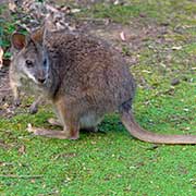 Wallaby in Healesville