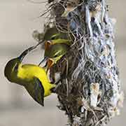 Yellow-breasted Sunbird mother