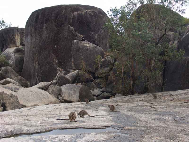 Wallabies at Granite Gorge