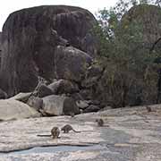 Wallabies at Granite Gorge