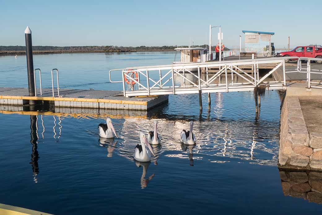 Jetty with pelicans, Mallacoota