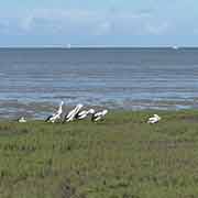 Pelicans along Esplanade