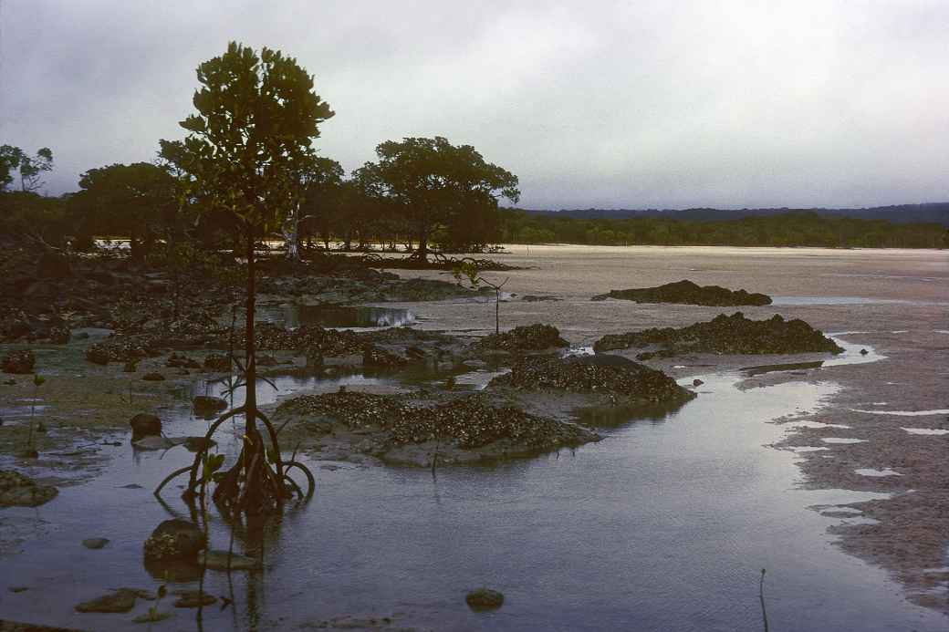 Punsand Bay mangroves