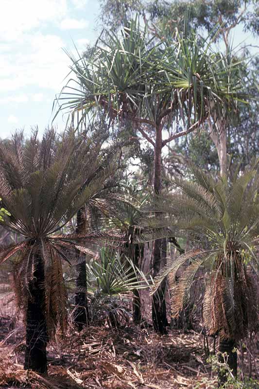 Cycad Palms