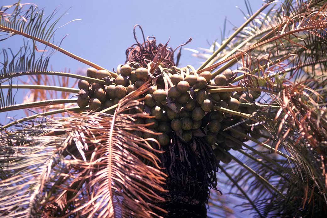 Cycad Palm nuts