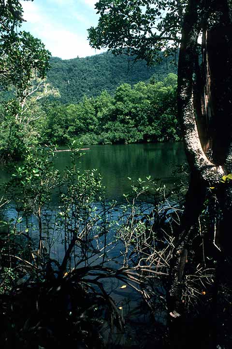 River in the Daintree