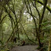 Forest in Great Otway