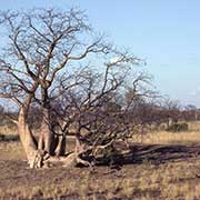 Boab or Baobab tree near Meda