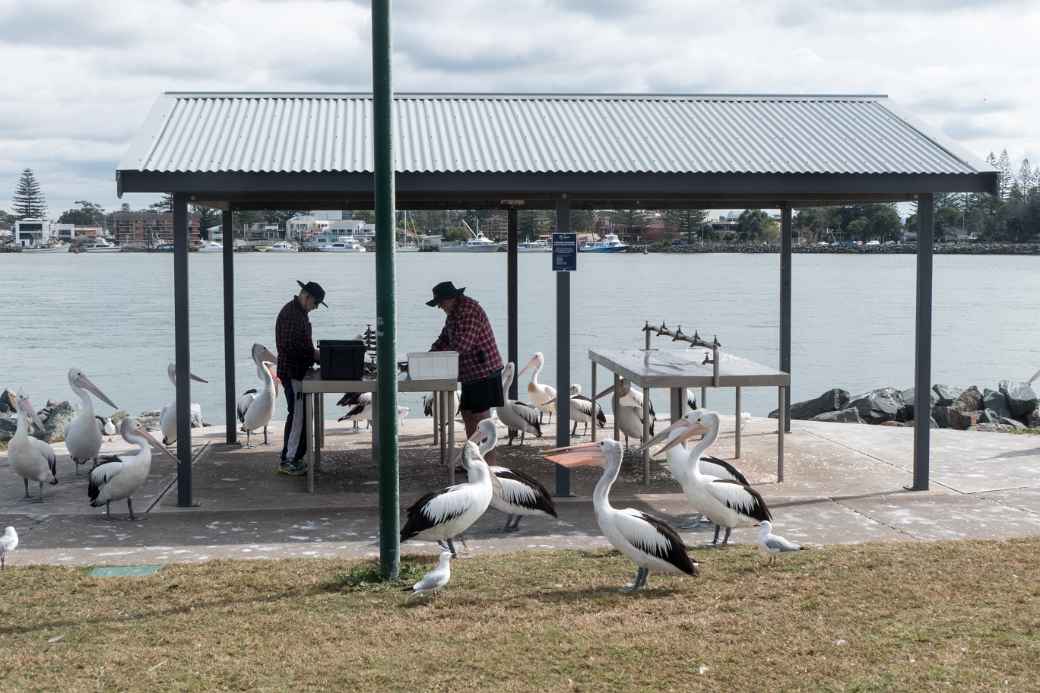 Cleaning fish with hungry pelicans