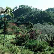 Hills near Murwillumbah