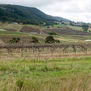 Vineyards, Mount View