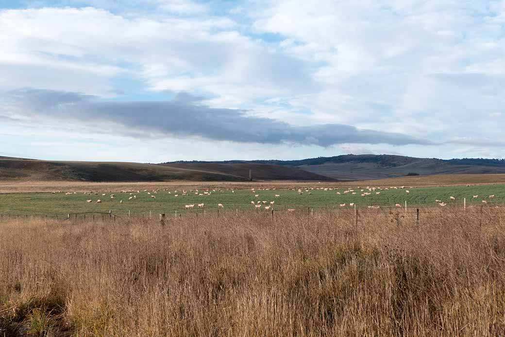 Sheep near Adaminaby