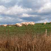 Sheep near Adaminaby