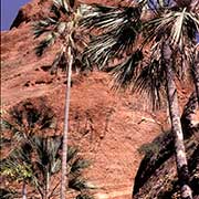 Palms at Echidna Chasm