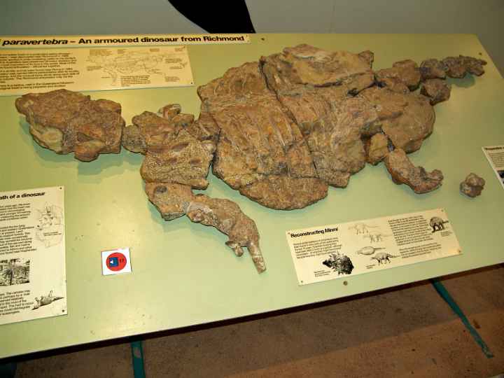 Ankylosaur fossil