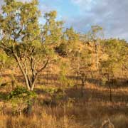 Typical bush landscape