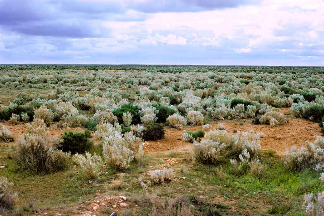 Vegetation Nullarbor Plain Eyre Highway South Australia OzOutback