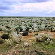 Vegetation, Nullarbor Plain