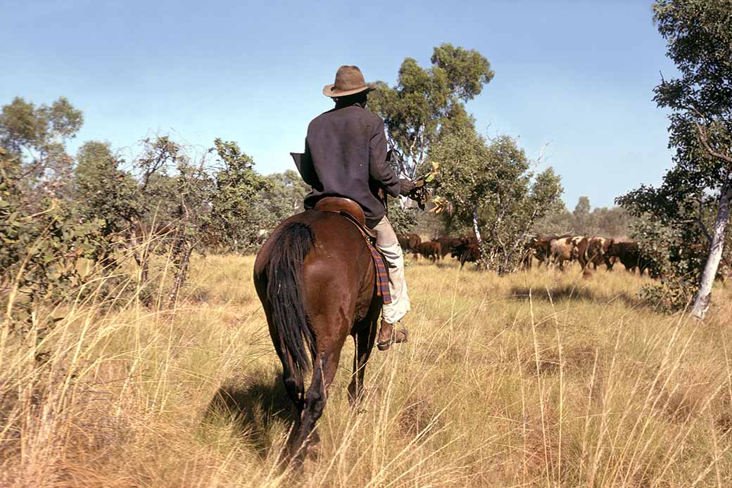 Droving cattle