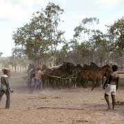 Horses at Wadungula