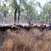 Mustering cattle