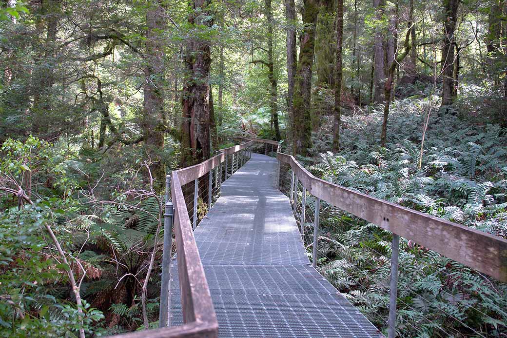 Rainforest Gallery walkway