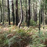 Lyrebird Forest Walk