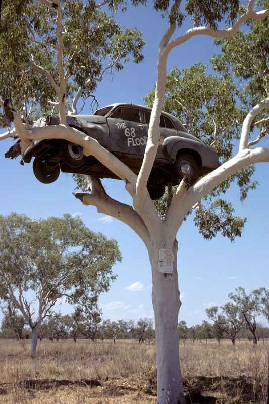 Car in a tree