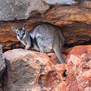 Rock-wallaby, Yardie Creek