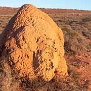 Large termite mound