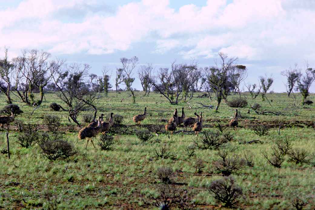 Flock of emus