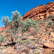 View from the bottom of Kings Canyon