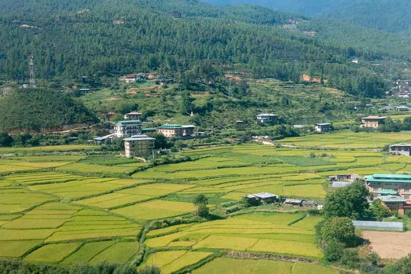 View of rice fields, Paro