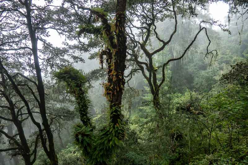 Tiger's Nest Hiking Trail