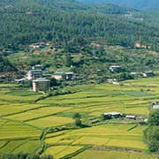 View of rice fields, Paro