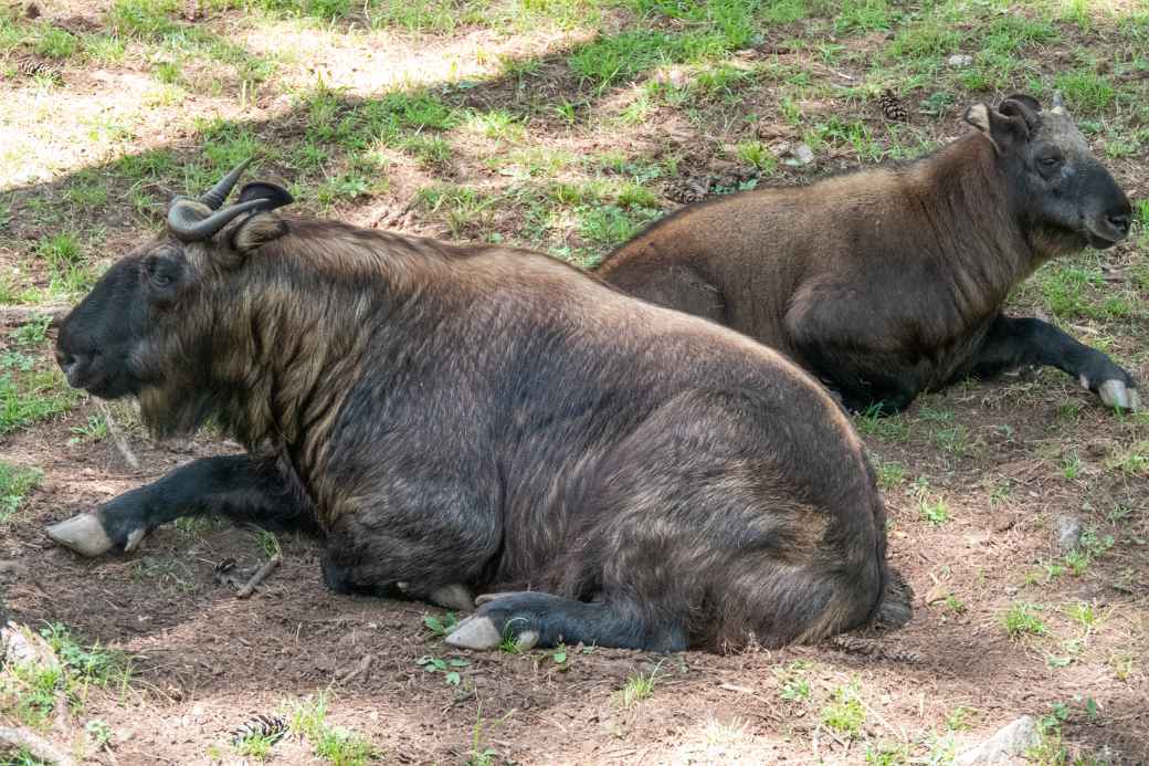 Takins, Royal Takin Preserve