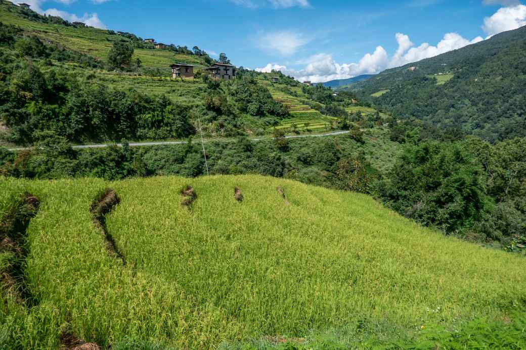 Rice terraces