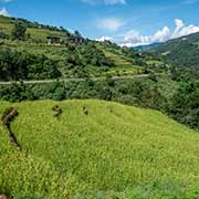 Rice terraces