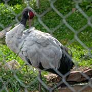 Black-necked crane