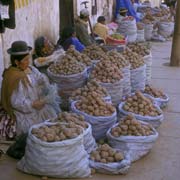 Selling potatoes