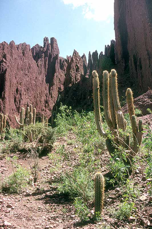 Cacti, Quebrada de Palala