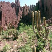 Cacti, Quebrada de Palala