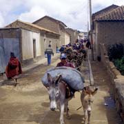 Donkey transport