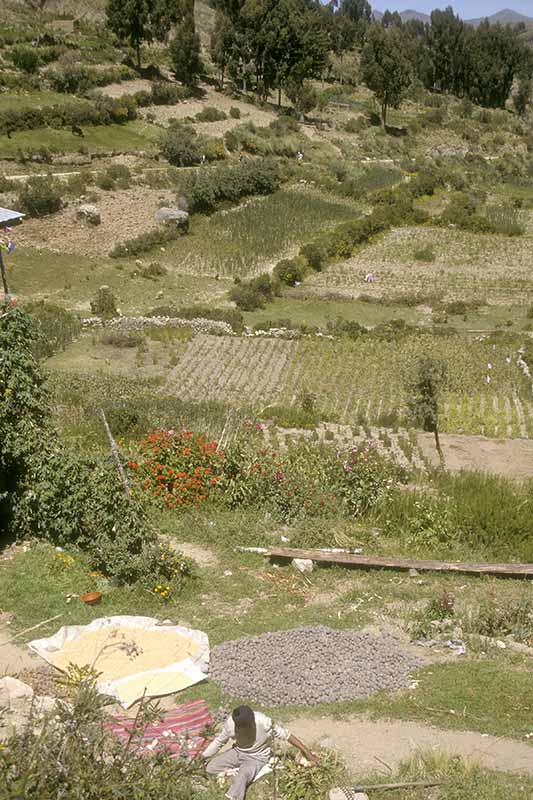 Farming, Sicuani village