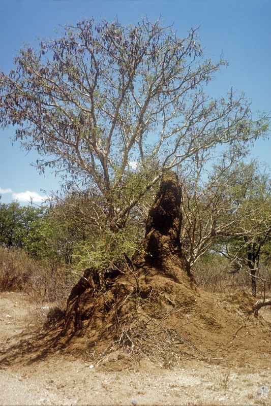 Termite hill, near Palapye