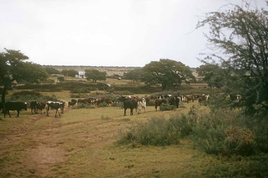Cattle in Khudumelapye