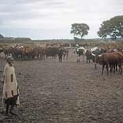 Cows in Khudumelapye