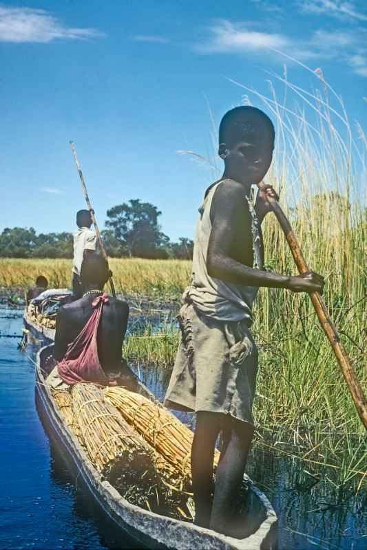 Punting a canoe, Okavango