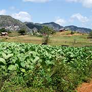 Tobacco field, Parque Nacional Viñales