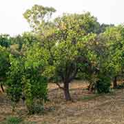Citrus plantations, Lefke